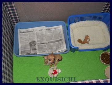 How to Set Up a Puppy Playpen